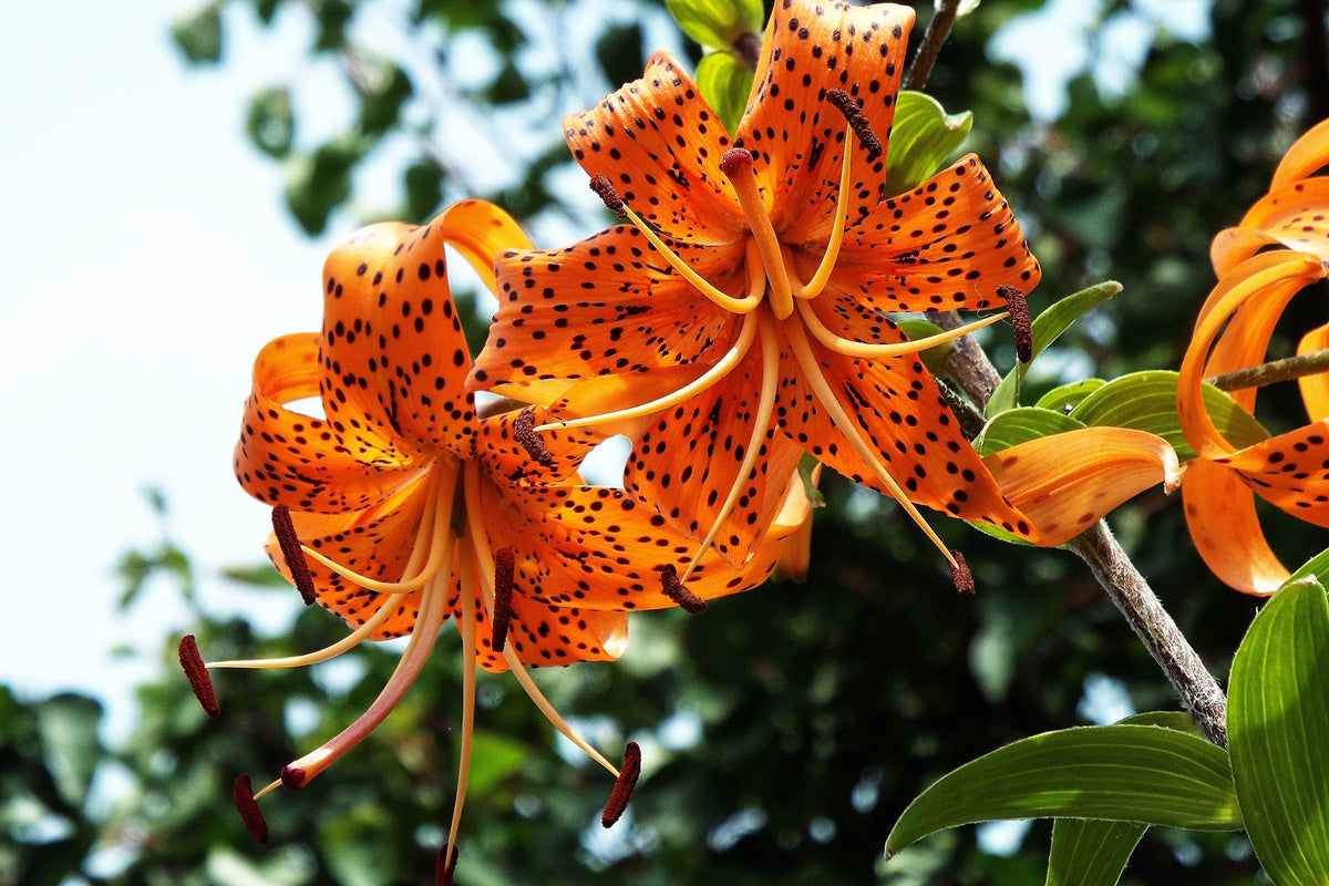 framedcanvas-print-the-wild-tiger-lilies
