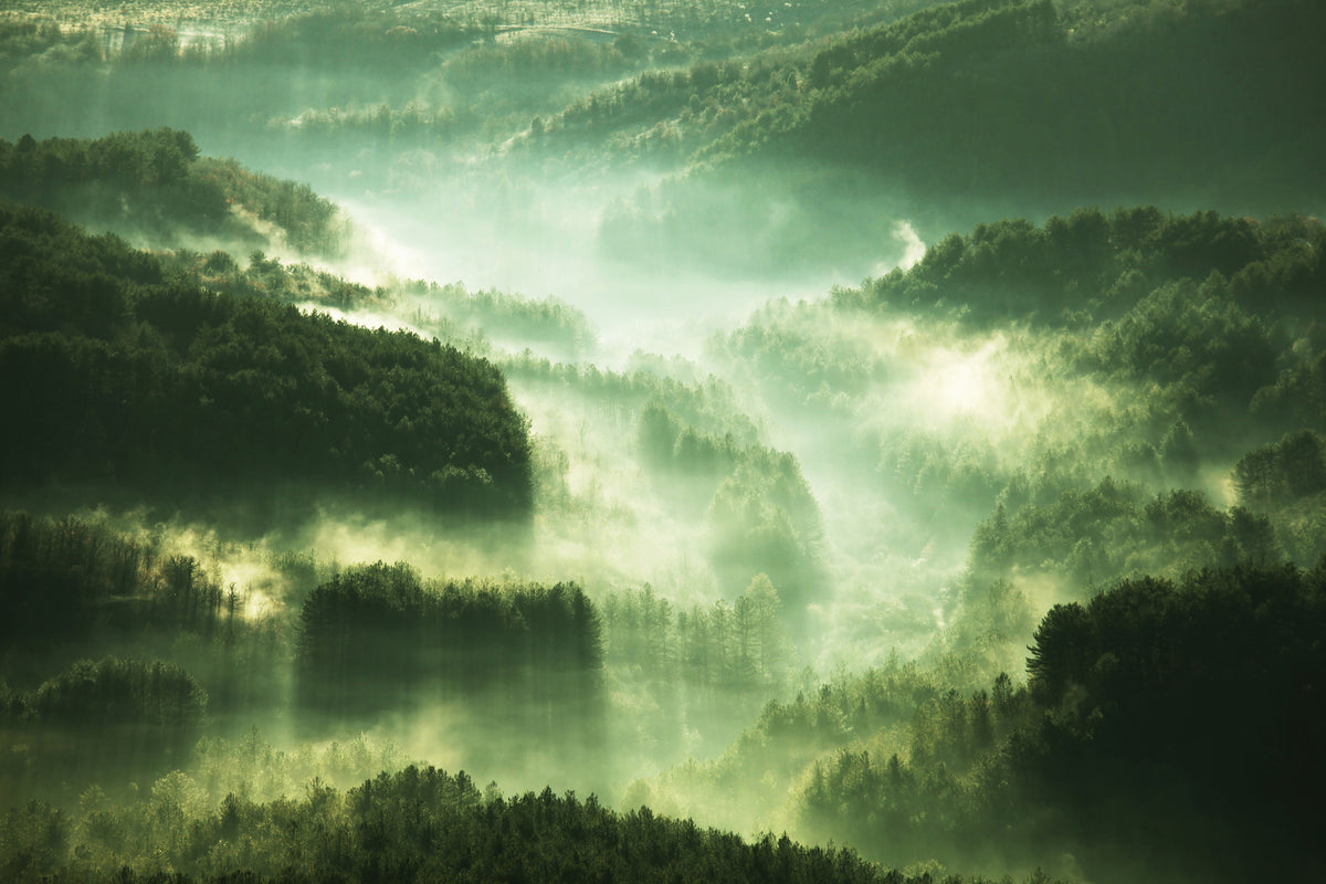 acrylic-print-over-the-woods