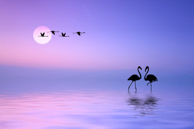 poster-print-flying-flamingo-x