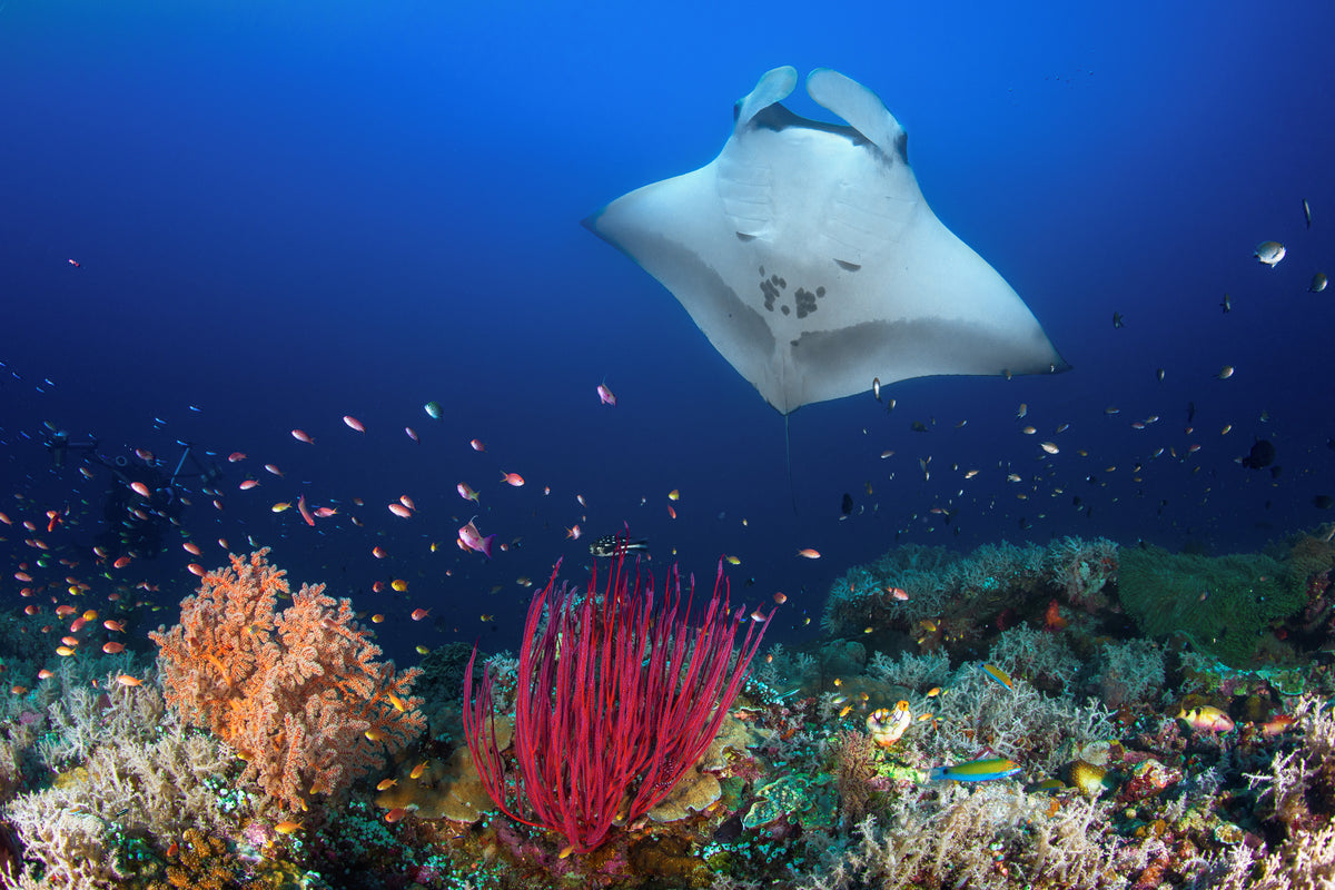 framedposter-print-ocean-manta-ray-on-the-reef-x