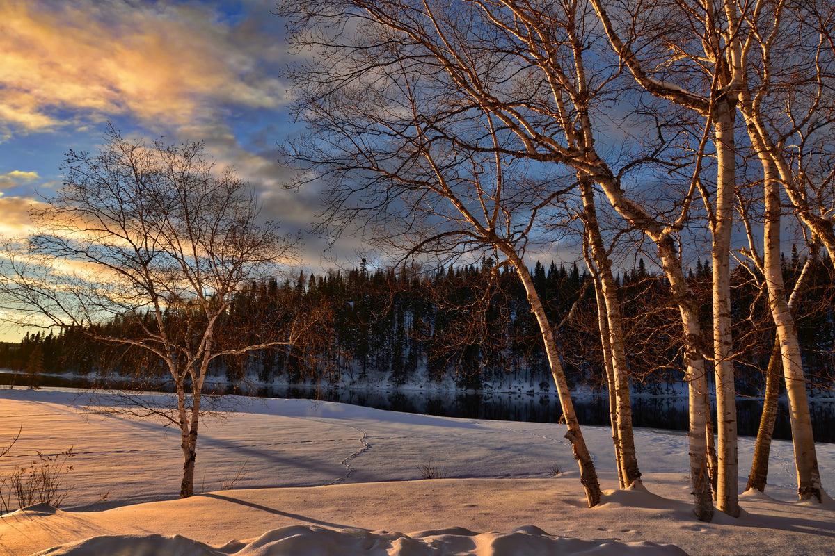 modern-3-piece-acrylic-print-birches-in-the-winter