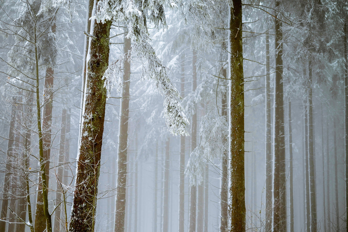 3-piece-aluminium-print-forest-in-winter