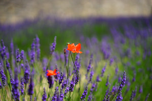 aluminium-print-poppy-in-the-lavender