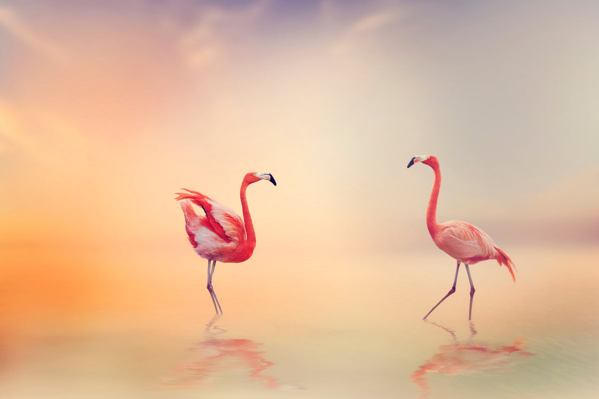 acrylic-print-romantic-flamingos