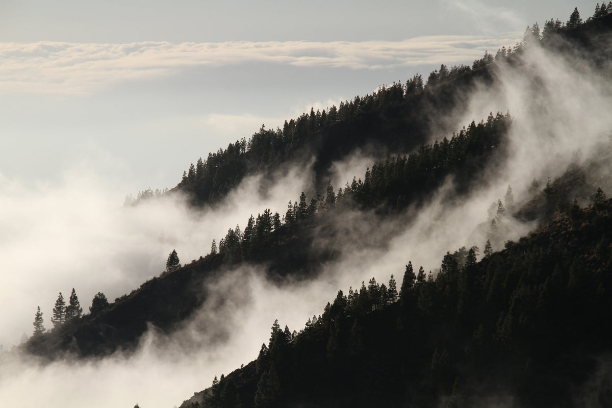 modern-3-piece-aluminium-print-fog-in-the-woods
