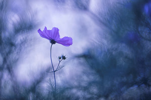 poster-print-blue-dream-x