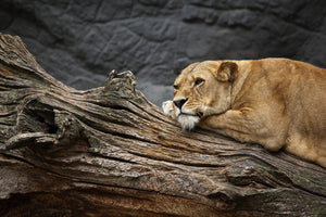acrylic-print-dreaming-lioness