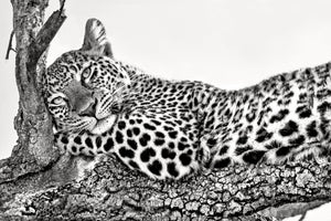 framedcanvas-print-time-to-rest-x