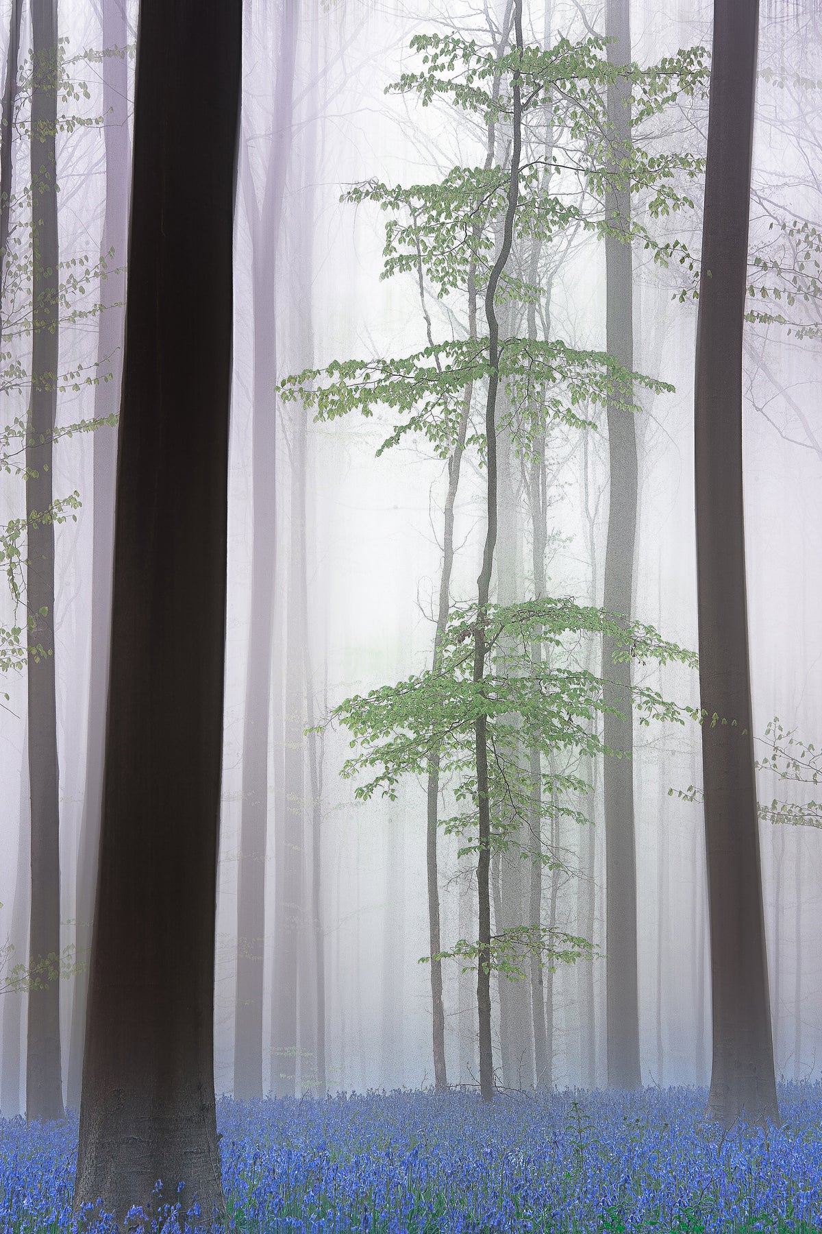 canvas-print-foggy-forest-x