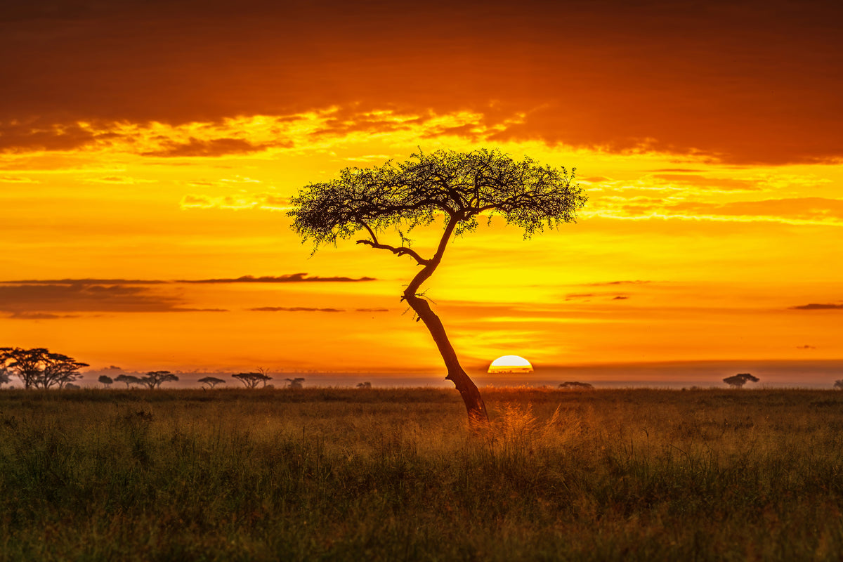 acrylic-print-primordial-africa-x