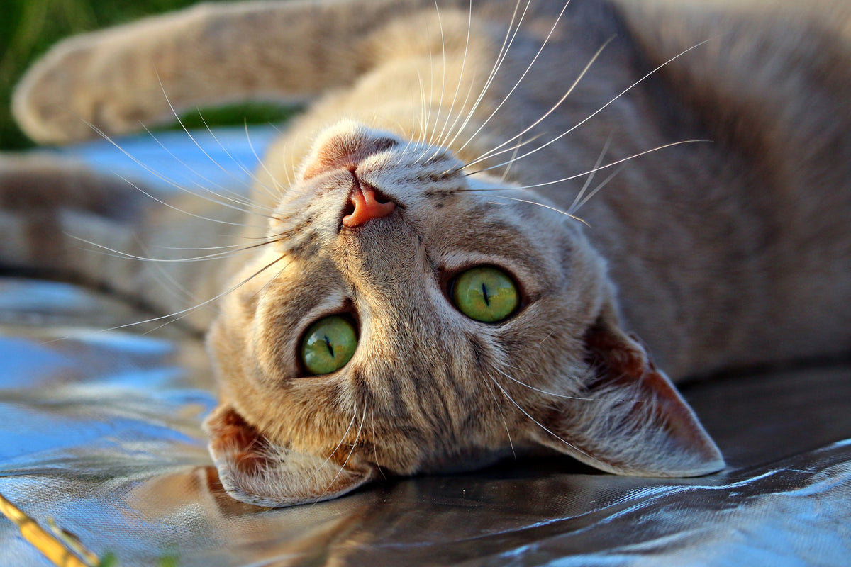 canvas-print-green-eye