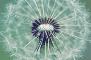 modern-3-piece-acrylic-print-close-up-dandelion