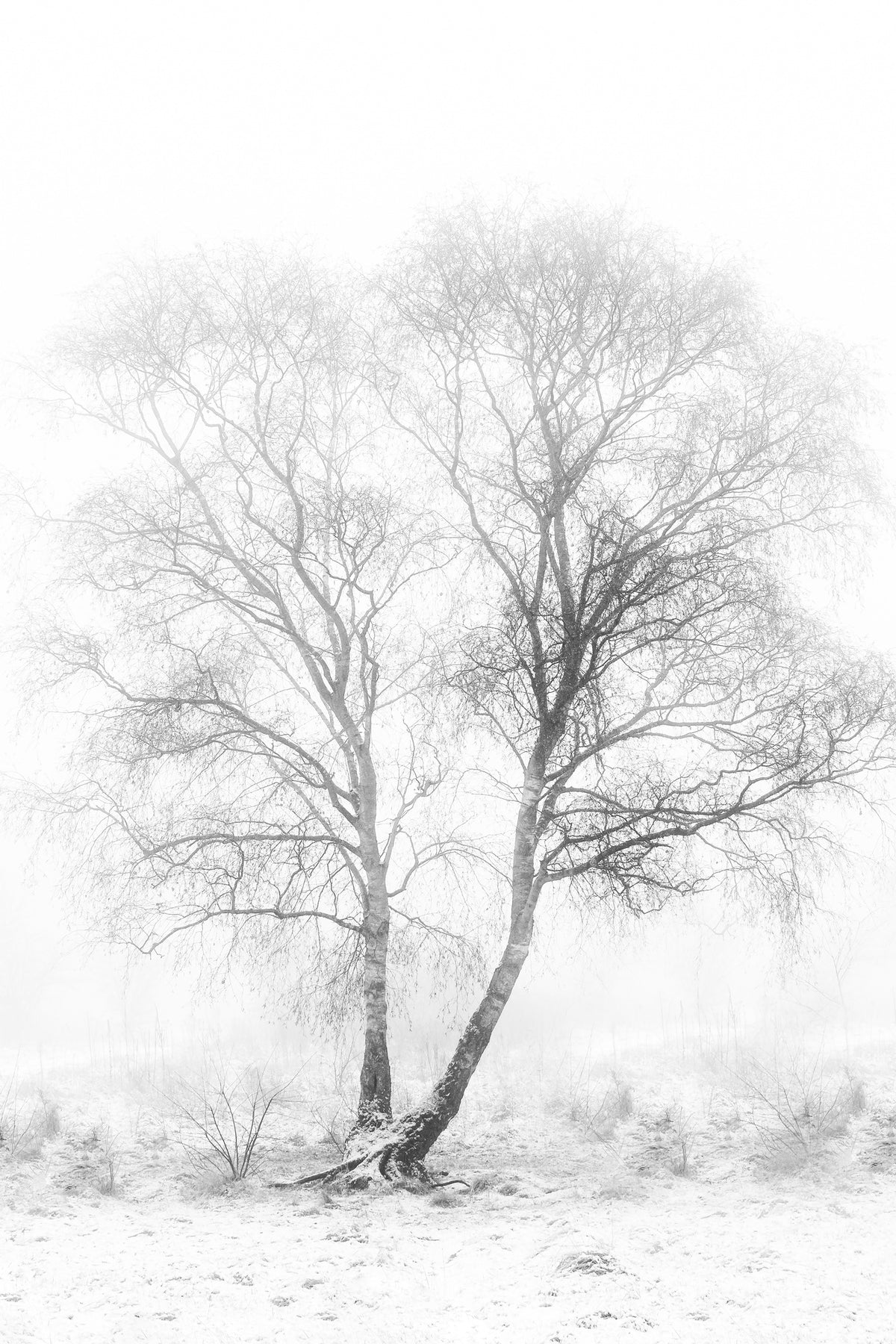 canvas-print-early-in-the-morning