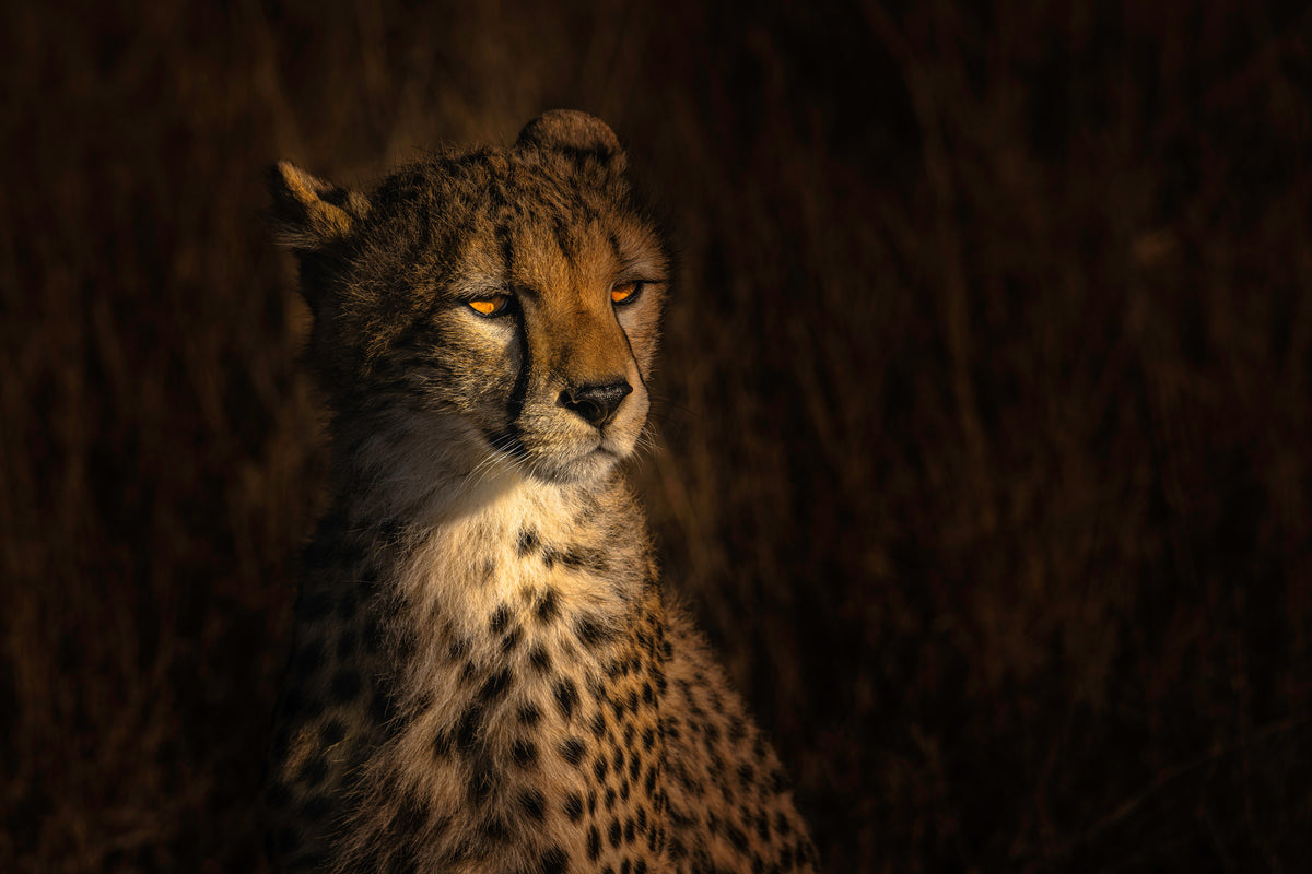 poster-print-the-portrait-of-a-cheetah-x