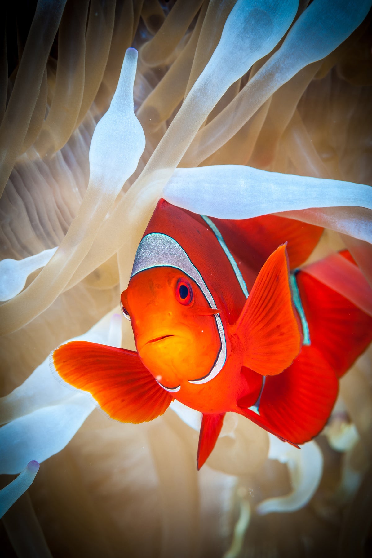 framedposter-print-clownfish-defends-his-white-anemone-x