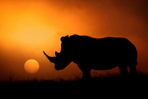 framedcanvas-print-rhino-sunrise