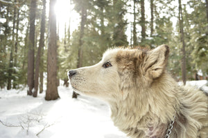 poster-print-the-alaskan-malamute