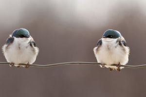 acrylic-print-birds-on-a-wire-x