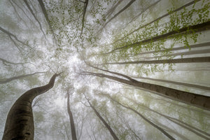poster-print-forest-views-x