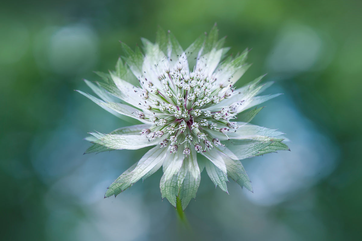 framedcanvas-print-astrantia-x