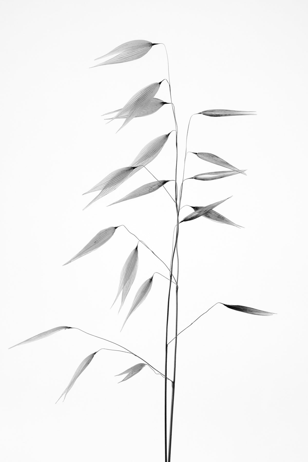 canvas-print-sharpness-of-the-nature-x