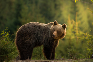 framedposter-print-backlit-bear-x