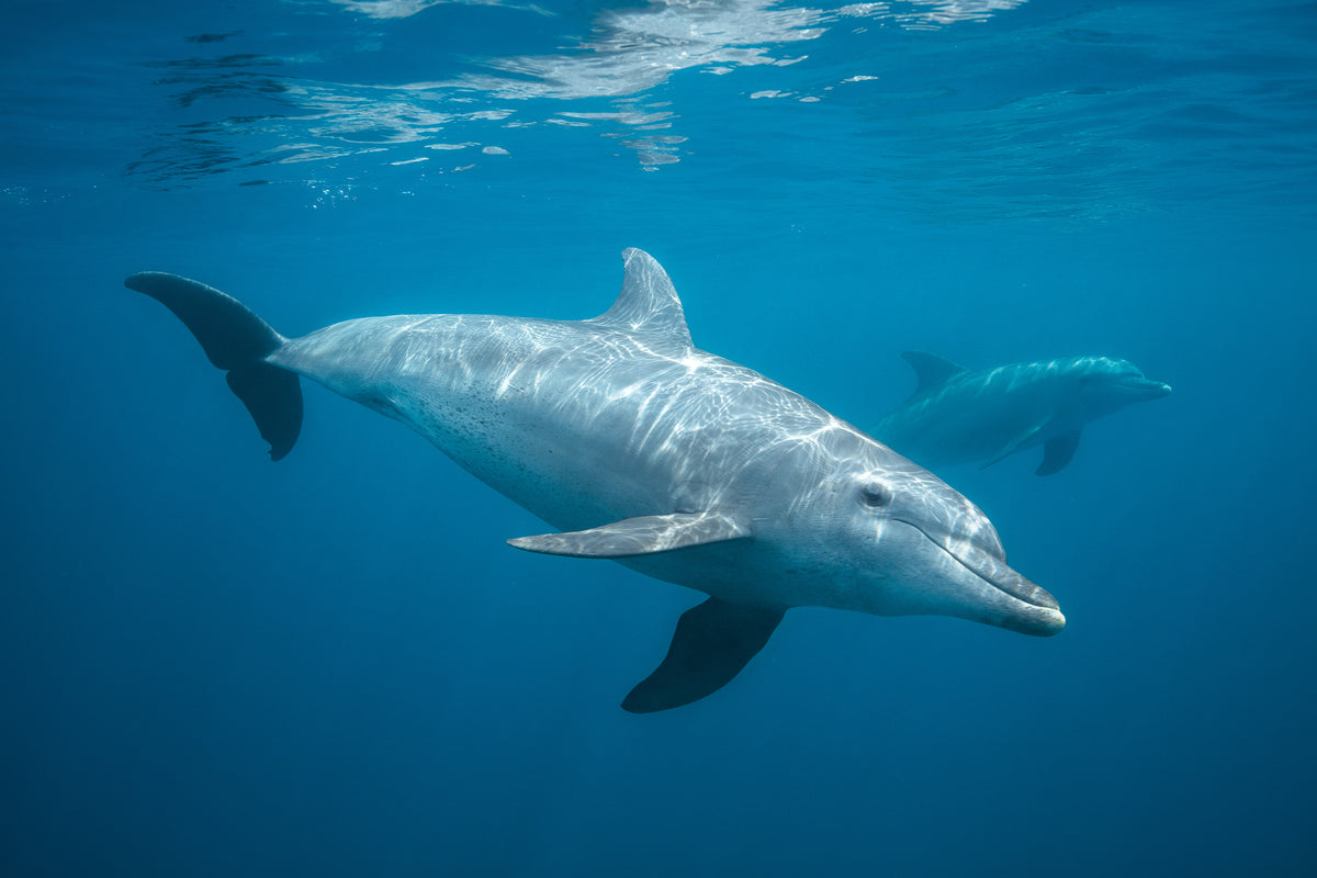 3-piece-canvas-print-curious-dolphin