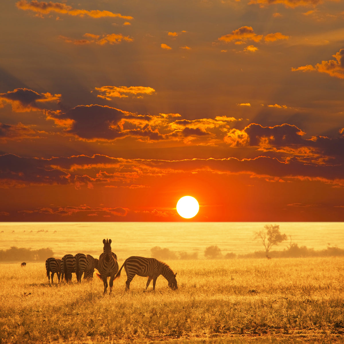 aluminium-print-seregenti-national-park