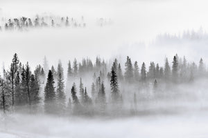 framedcanvas-print-foggy-forest