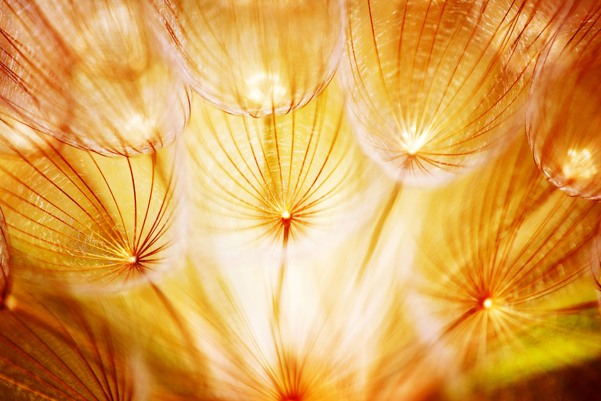 modern-3-piece-acrylic-print-close-up-dandelion-in-light
