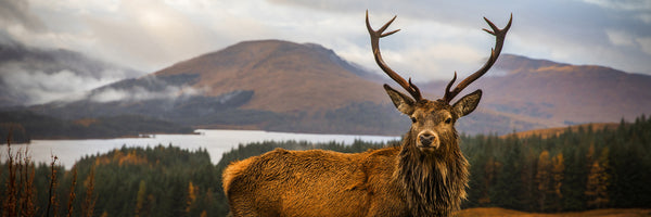 panoramic-poster-print-scottish-stag-panorama
