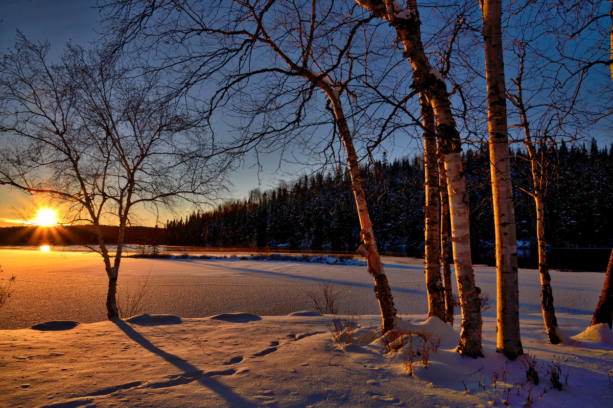 3-piece-canvas-print-birches-in-the-sunset
