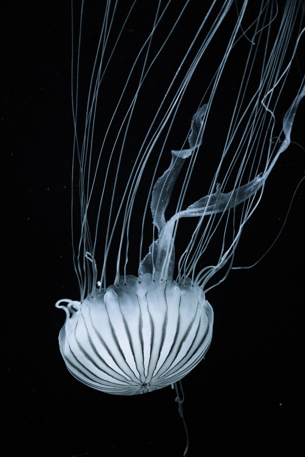 poster-print-beware-jellyfish