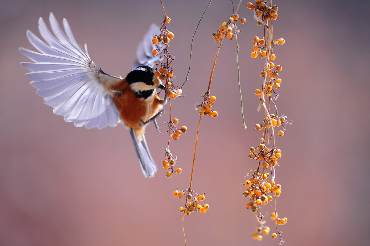 3-piece-aluminium-print-bird-in-action