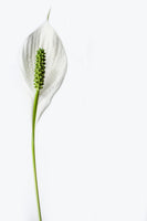 framedposter-print-the-peace-lily