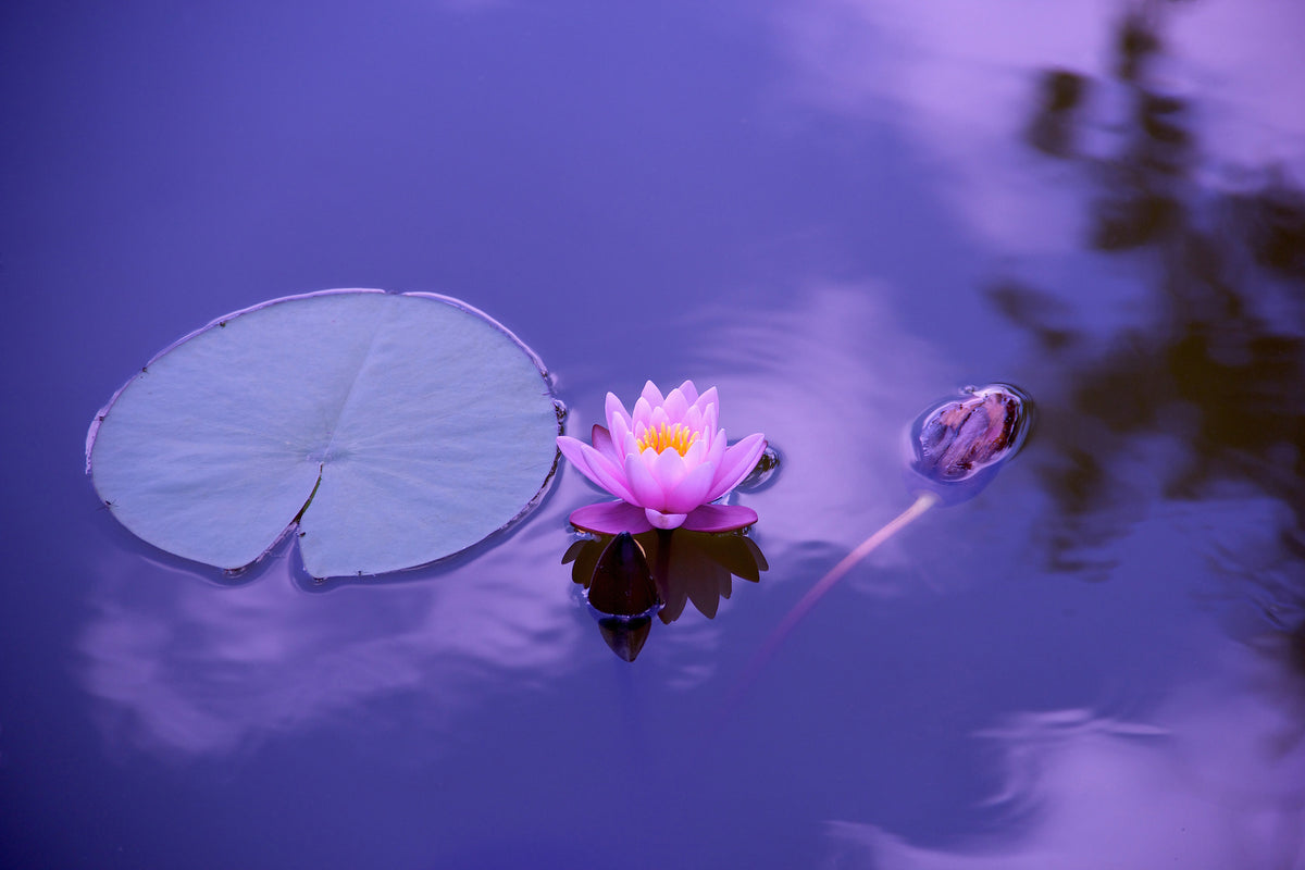 3-piece-acrylic-print-lotus-flower