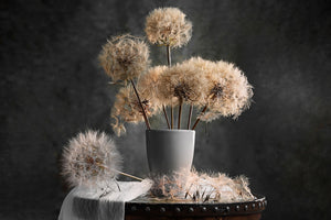 canvas-print-dandelion-seed-pod-x
