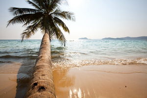 acrylic-print-palm