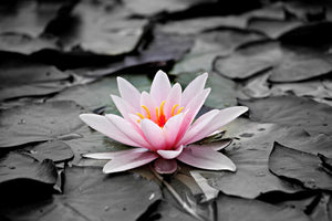 poster-print-the-art-of-water-lily
