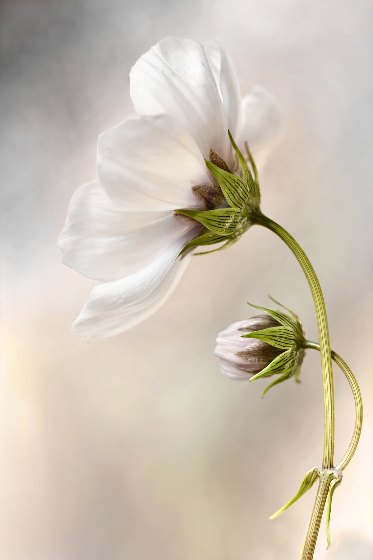 framedposter-print-heavenly-cosmos
