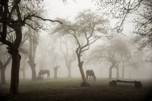 poster-print-horses-in-a-foggy-orchard-x