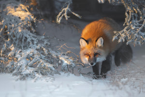 framedposter-print-red-fox-xxr