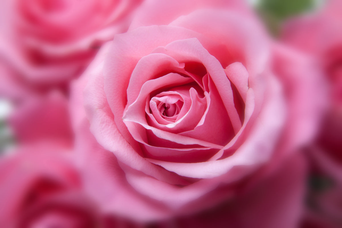 aluminium-print-roses-macro