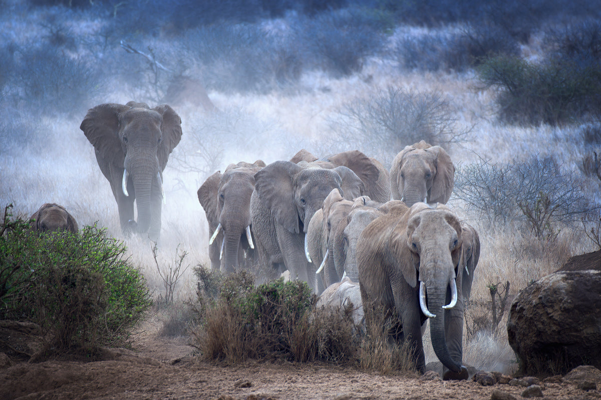 framedposter-print-elephants-of-amboseli-x