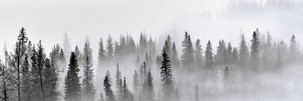 panoramic-acrylic-print-foggy-forest-panorama