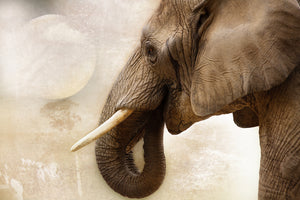 acrylic-print-portrait-of-an-elephant