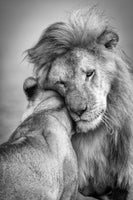 canvas-print-african-love-x
