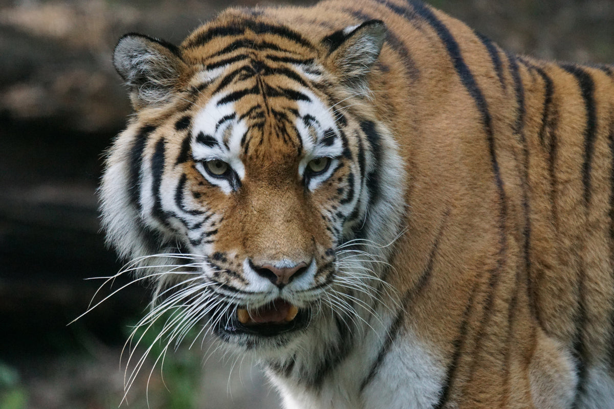 canvas-print-xl-tiger