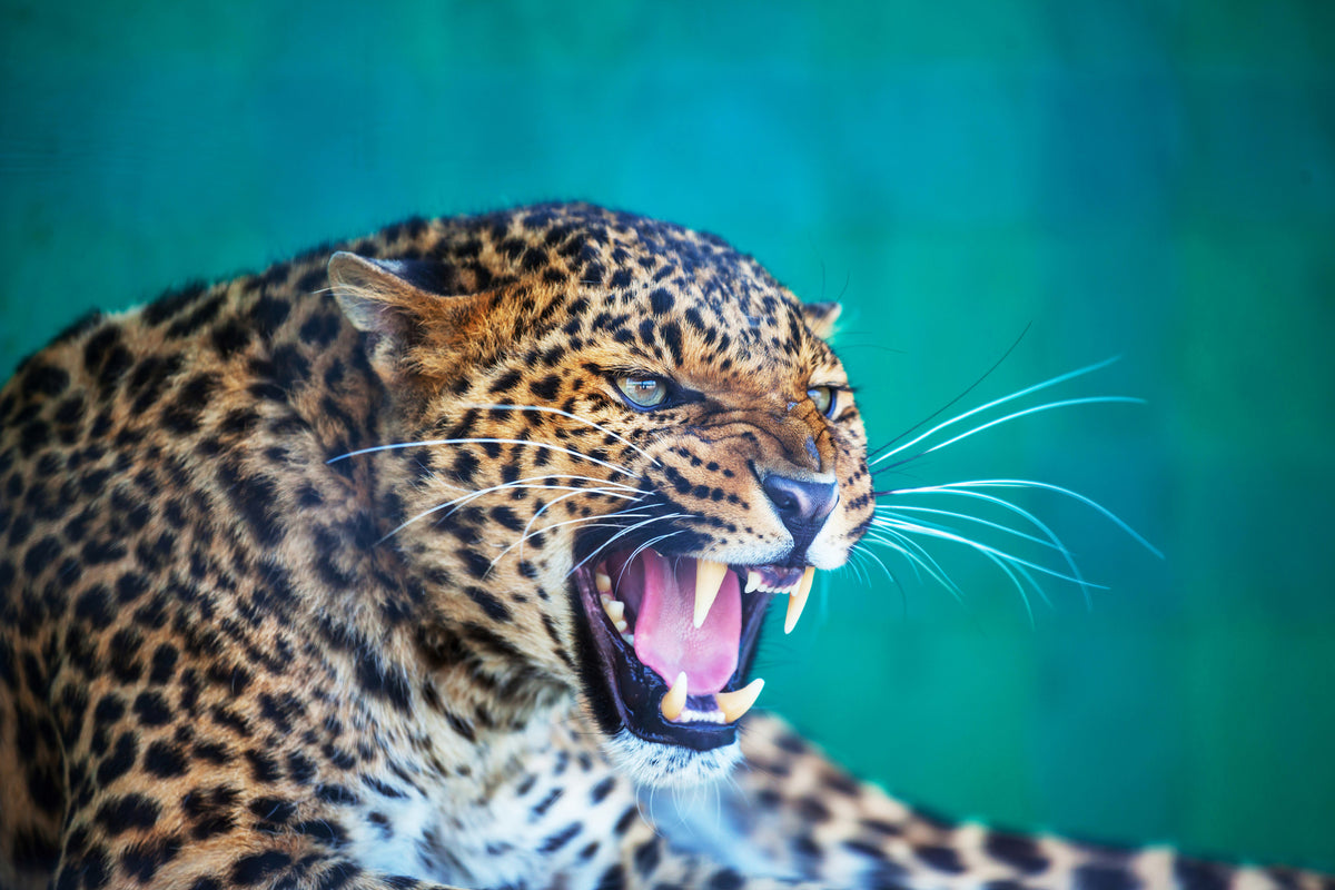 framedposter-print-attention-leopard
