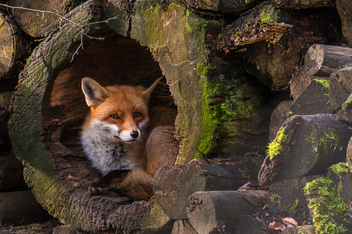 poster-print-fox-xqe